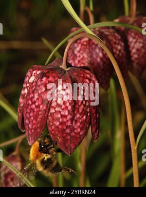 Un'ape carder comune, Bombus Pascuorum, che entra e si nutre della fritillaria Snakehead. Il bumblebee sta entrando nel fiore per ottenere il nettare. Primo piano. Foto Stock