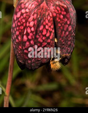 Un'ape carder comune, Bombus Pascuorum, che entra e si nutre della fritillaria Snakehead. Il bumblebee sta entrando nel fiore per ottenere il nettare. Primo piano. Foto Stock