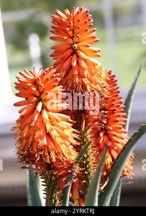 Tangerine Aloe, Aloe ferox x arborescens, Asphodelaceae (precedentemente Xanthorrhoeaceae). Africa meridionale. Foto Stock
