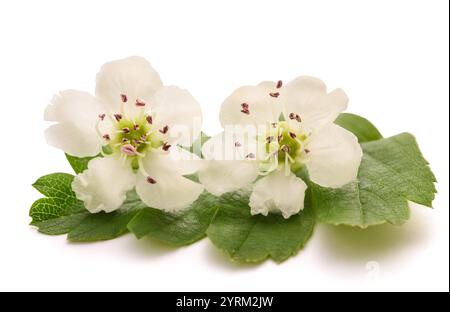 Fiori di biancospino isolati su sfondo bianco Foto Stock