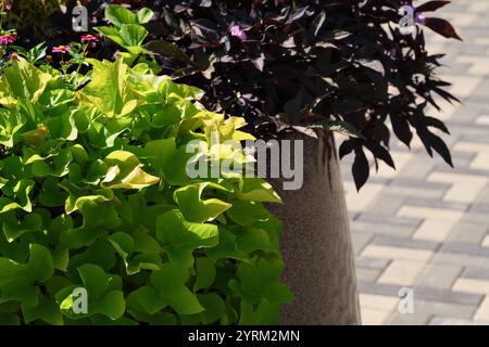Foto ravvicinata di piante ornamentali da giardino che crescono in grandi vasi all'aperto Foto Stock