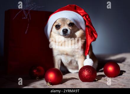 Un piccolo cane chihuahua rosso siede accanto a una borsa regalo rossa e palloncini rossi, con un cappello rosso di Natale sulla testa. Foto Stock