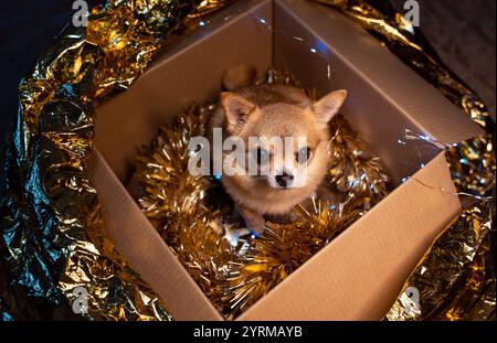 Vista dall'alto di una scatola di cartone in cui un piccolo cane dello zenzero Chihuahua si siede tra le decorazioni natalizie dorate e guarda la telecamera. Foto Stock