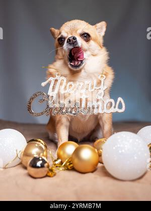 Un piccolo cane da zenzero Chihuahua si siede con la lingua che si attacca lateralmente e con una decorazione natalizia sul petto Foto Stock