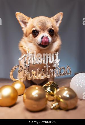 Un piccolo cane da zenzero Chihuahua si siede con la lingua e con una decorazione natalizia sul petto, accanto alle palle di Natale bianche e dorate. Foto Stock