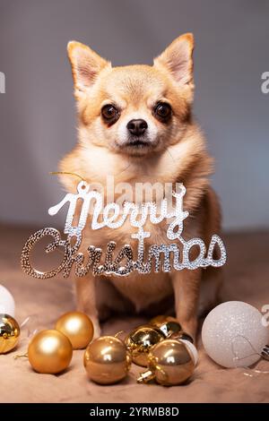 Un piccolo cane da zenzero Chihuahua siede con una decorazione natalizia sul petto, accanto alle palle di Natale dorate e bianche. Foto Stock