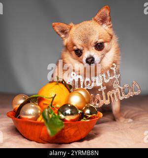 Un piccolo cane da zenzero Chihuahua siede con una decorazione natalizia sul petto, di fronte a una ciotola di legno con mandarini e palle di Natale. Foto Stock