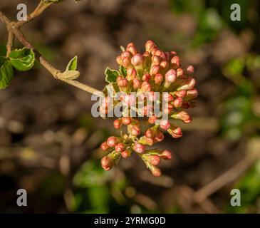 Gemme di colore rosa di Viburnum burkwoodii Park Farm Hybrid immerse nella luce del sole in un giardino inglese a Springtime. Foto Stock