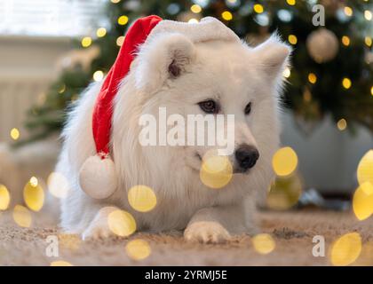 Christmas Samoyed con un cappello di Babbo Natale Foto Stock