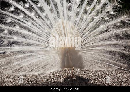 L'Italia, Piemonte, Lago Maggiore, Stresa e le isole Borromee, Isola Bella, white peacock, pavo Foto Stock