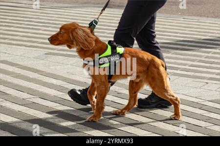 Cork, Irlanda - 17 marzo 2024 - Uno spaniel di colore dorato utilizzato come cane della dogana Foto Stock