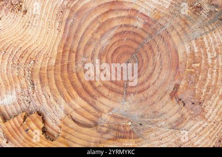 Sfondo della sezione trasversale di un tronco di pino che rivela la sua età attraverso anelli di crescita concentrici. full frame Foto Stock