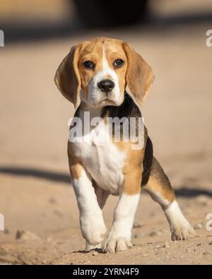 Cucciolo di Beagle in piedi su tre gambe e in posa per il suo primo ritratto in assoluto Foto Stock