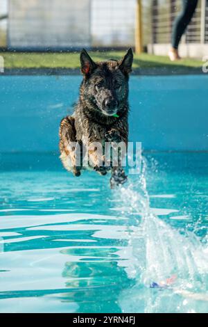 Pastore tedesco dopo essere saltato da un molo e atterrato in una piscina Foto Stock