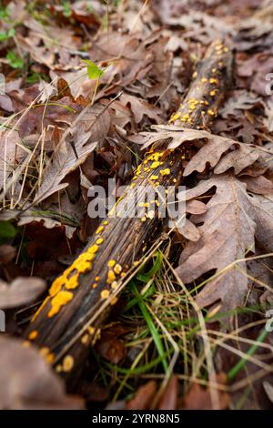 Funghi gialli che crescono sul ramo caduto tra foglie secche nella foresta autunnale Foto Stock