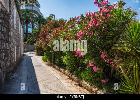 Lopud - una delle isole Elafiti vicino Dubrovnik. Estate in Croazia Foto Stock