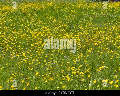Tazze gialle e altri fiori selvatici che crescono in un campo nel nord della Svezia. Foto Stock