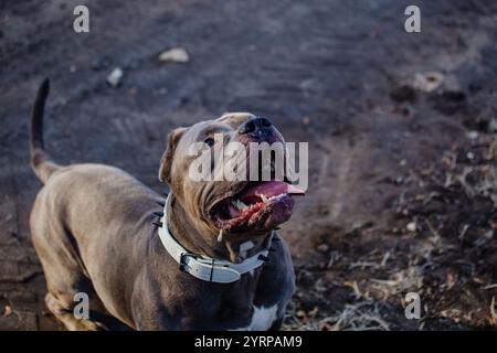 Ritratto del cane bullo americano. Foto Stock