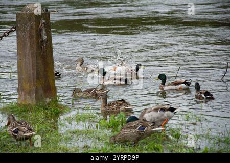 Le anatre di Mallard (Anas platyrhynchos) si nutrono e giocano nelle acque del fiume Severn a Upper Arley, 16-09-2024. Foto Stock