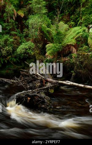 Australia, Tasmania, Franklin-Gordon Wild Rivers National Park, Fern, Franklin River Nature Trail, Foto Stock