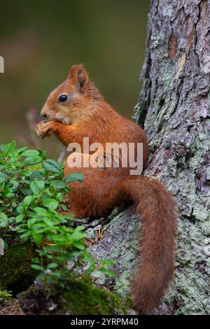 Scoiattolo rosso, Sciurus vulgaris, adulto, alimentazione, Dalarna, Svezia Foto Stock