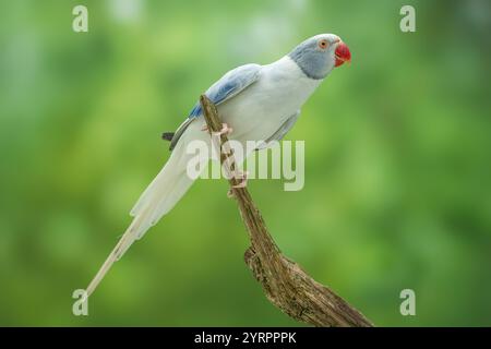 Parrocchetto con anelli di rosa o parakeet con collo ad anello viola opalina a coda liscia femmina di 2,5 anni Psittacula krameri Foto Stock