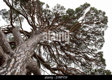 Pino scozzese, Pinus sylvestris, pino vecchio, Cairngorms, Highlands, Scozia, Gran Bretagna Foto Stock