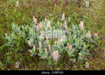 Salice lanata, Salix lanata, estate, Austurland, Islanda Foto Stock