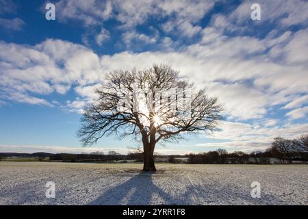 Quercia di Pedunculate, Quercus robur, vecchio albero sulla neve, inverno, Schleswig-Holstein, Germania Foto Stock