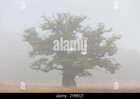 Quercia di Pedunculate, Quercus robur, quercia solitaria nella nebbia, autunno, Danimarca Foto Stock