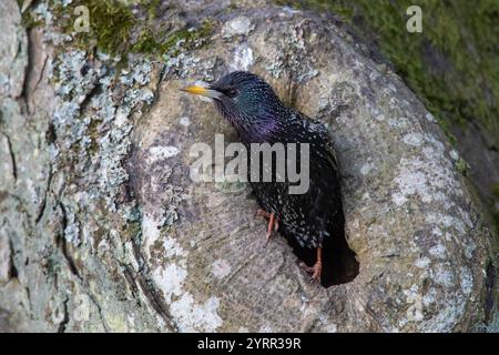 Starling, Sturnus vulgaris, starling al buco di nidificazione, Spring, Schleswig-Holstein, Germania Foto Stock