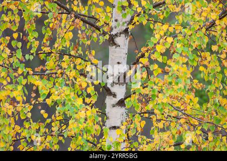 Betulla argentata, Betula pendula, Betula alba, Betula verrucosa, foglie di betulla scolorite, autunno, Dalarna, Svezia Foto Stock