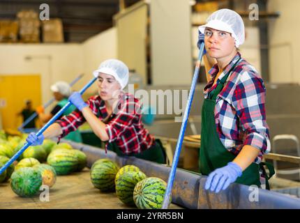 Donna che lavora alla linea di smistamento dei cocomeri in un magazzino di frutta Foto Stock