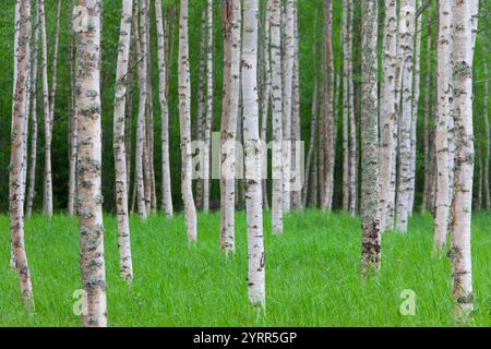 Betulla argentata, Betula pendula, Betula alba, Betula verrucosa, foresta di betulle, tronchi d'albero, Dalarna, Svezia Foto Stock