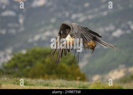 Voltoio barbuto (Gypaetus barbatus) uccello adulto in volo con montagne nel retroterra, Pirenei, Lleida, Spagna, Europa Foto Stock