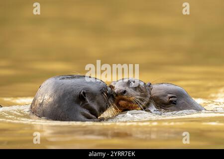 Tre lontre giganti (Pteronura brasiliensis), che giocano giovani, North Pantanal, Barao de Melgaco, Joselandia, Mato grosso, Brasile, Sud America Foto Stock