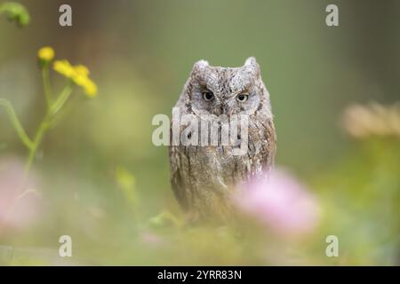 Gufo stridulo orientale (Megascops asio) o gufo stridulo orientale, prigioniero, seduto in mezzo al mare â€‹â€‹di â€‹â€‹fiori, Pirenei, Catalogna, Spagna, E. Foto Stock