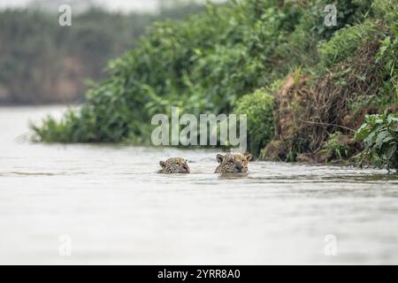 Due giaguari (Panthera onca) che nuotano nel fiume, Pantanal settentrionale, Barao de Melgaco, Joselandia, Mato grosso, Brasile, Sud America Foto Stock
