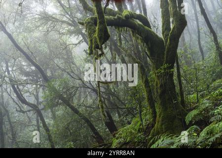 Alberi di alloro con muschi e licheni. Il tempo di Foggy. Parco nazionale di Garajonay, la Gomera, Isole Canarie, Spagna, Europa Foto Stock