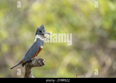 Kingfisher petto rosso (Megaceryle torquata), con becco aperto, seduto su un ramo, North Pantanal, Barao de Melgaco, Joselandia, Mato grosso, Braz Foto Stock