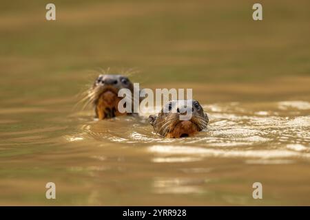 Due lontre giganti (Pteronura brasiliensis), novellame, Pantanal settentrionale, Barao de Melgaco, Joselandia, Mato grosso, Brasile, Sud America Foto Stock