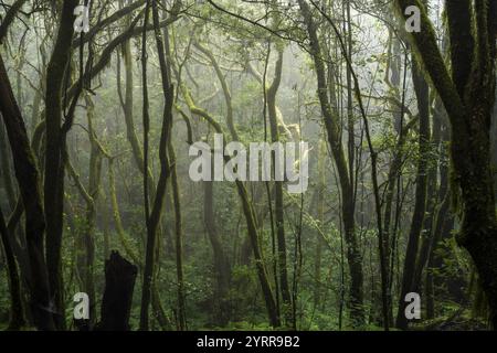 Alberi di alloro con muschi e licheni. Il tempo di Foggy. Parco nazionale di Garajonay, la Gomera, Isole Canarie, Spagna, Europa Foto Stock