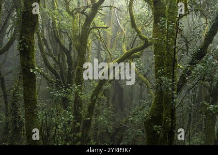 Alberi di alloro con muschi e licheni. Fendinebbia. Parco nazionale di Garajonay, la Gomera, Isole Canarie, Spagna, Europa Foto Stock