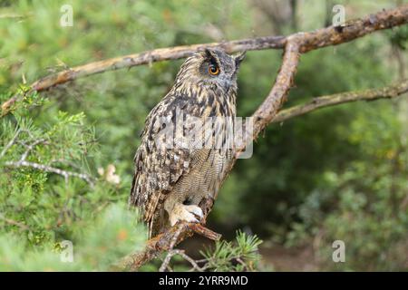 Gufo eurasiatico (bubo bubo), prigioniero, seduto su un ramo in una foresta, Pirenei, Catalogna, Spagna, Europa Foto Stock