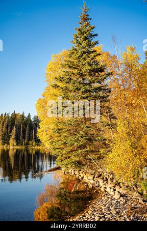 Un albero con foglie gialle si trova di fronte a un corpo d'acqua. L'acqua è calma e riflette l'albero e il cielo. La scena ha un clima sereno e sereno Foto Stock