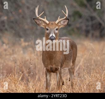 Cervo dalla coda bianca (Odocoileus virginianus) con sfondo autunnale, guarda la fotocamera Foto Stock