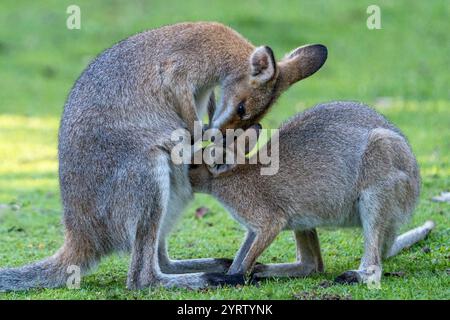Wallaby femminile dal collo rosso (Macropus rufogriseus) con giocherellina "ai piedi". Foto Stock