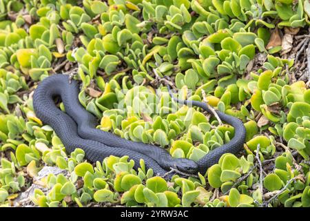 Black Tiger Snake crogiolandosi su un letto di piante succlente, Kangaroo Island Australia Foto Stock