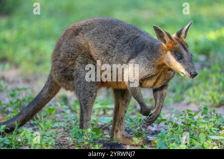 Palude wallaby (Wallabia bicolore) in piedi in boschi aperti. Queensland Australia. Foto Stock