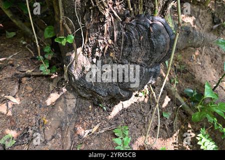 Vista di un fungo grande, morto e viziato dell'artista (Ganoderma Applanatum) che sta quasi cadendo dal suo tronco in decomposizione ospitato Foto Stock